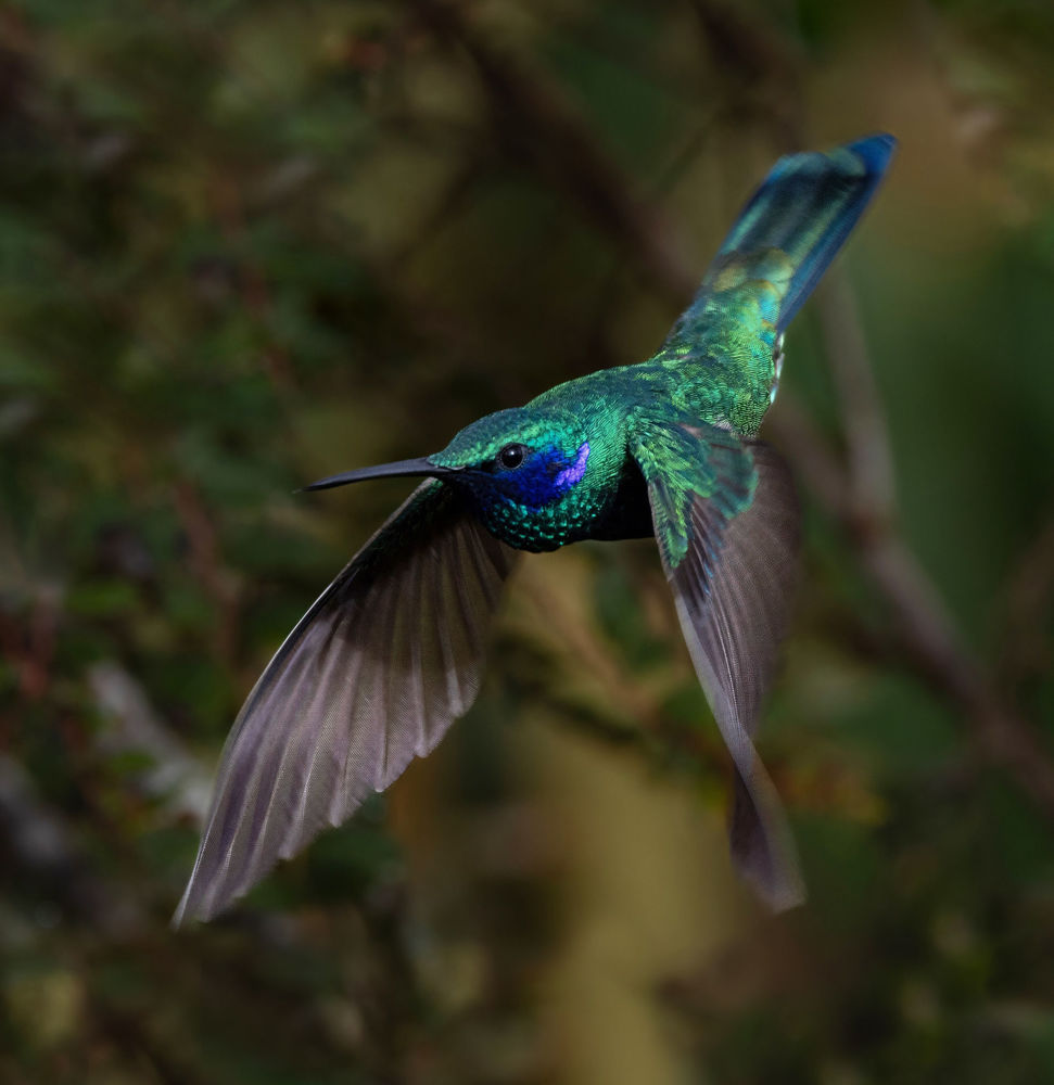 Sparkling Violetear Colibri coruscans